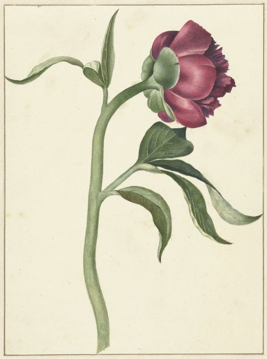 Pfingstrosenblüte von C.J. Kruimel