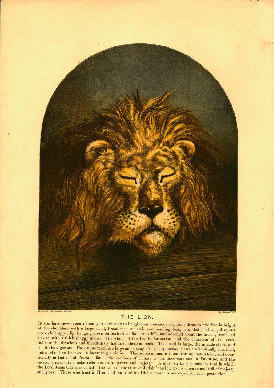 Der Löwe von C Sheeres