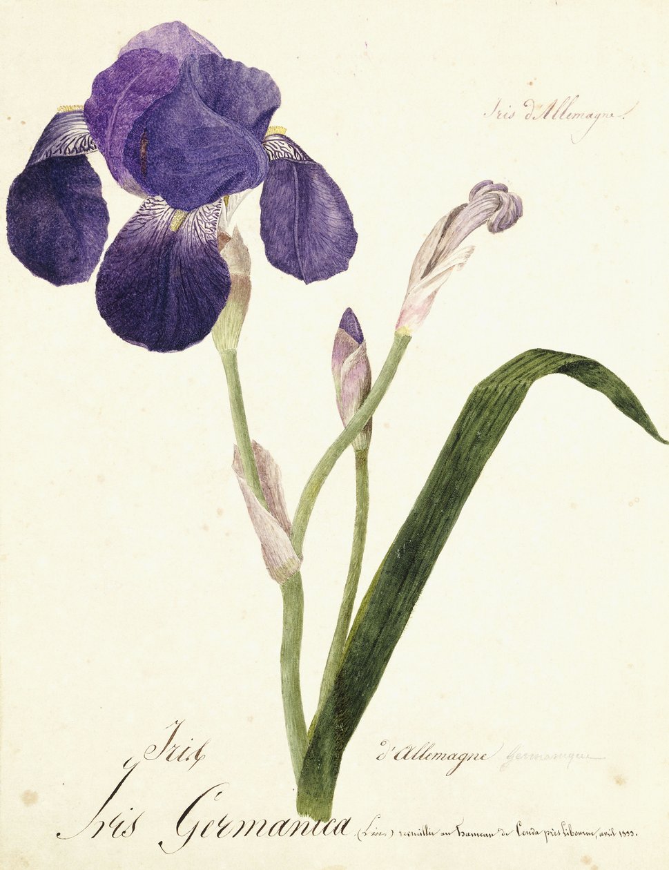 Deutsche Schwertlilie; Iris Germanica von Capitaine Pelletier