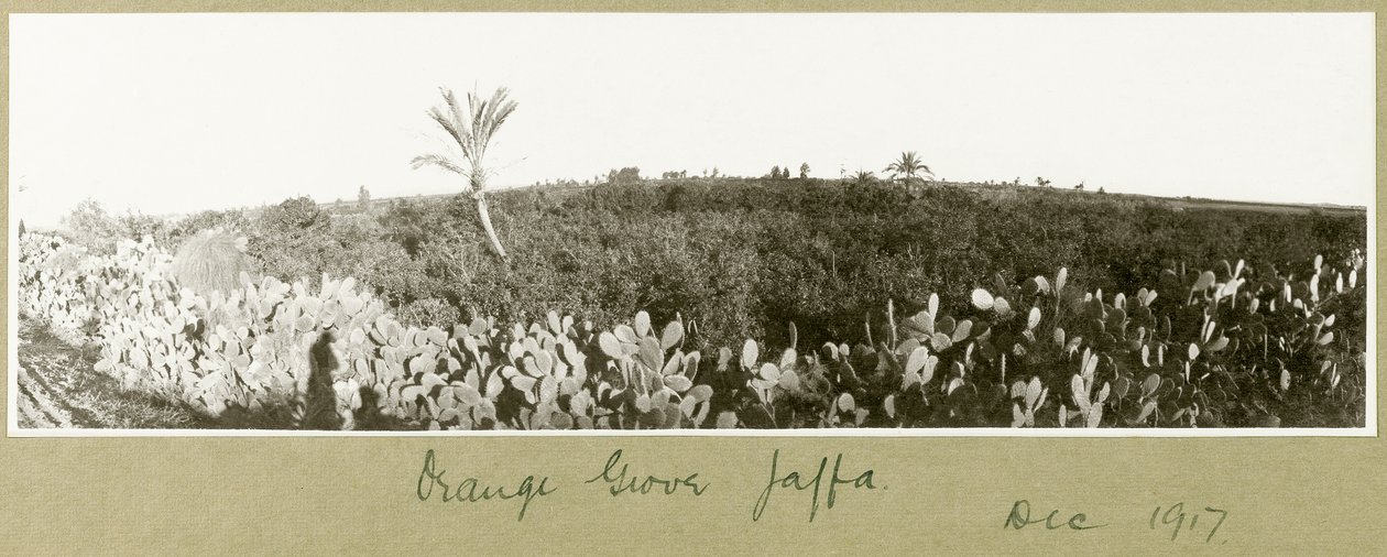 Orangenhain, Jaffa, Dezember 1917 von Capt. Arthur Rhodes