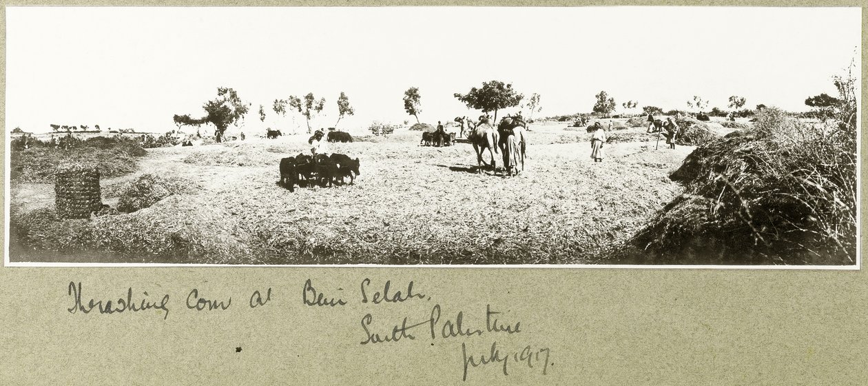 Dreschen von Korn in Beni Selah, Juli 1917 von Capt. Arthur Rhodes
