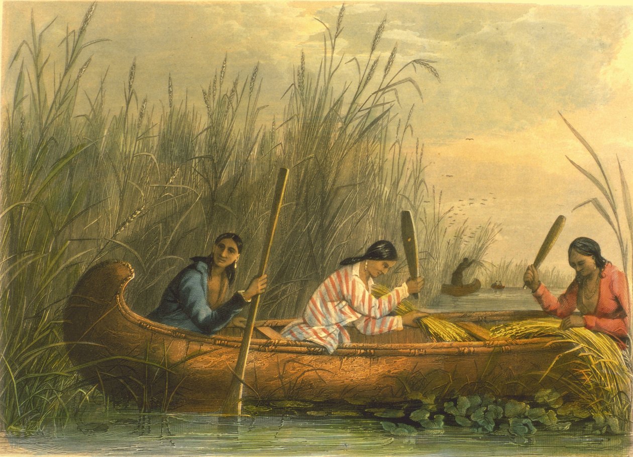 Wildreis sammeln, 1853 von Captain Seth Eastman