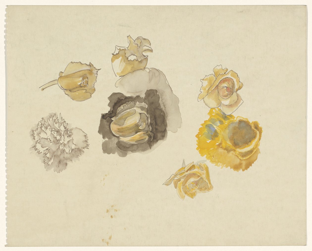 Studien von gelben Blumen von Carel Adolph Lion Cachet