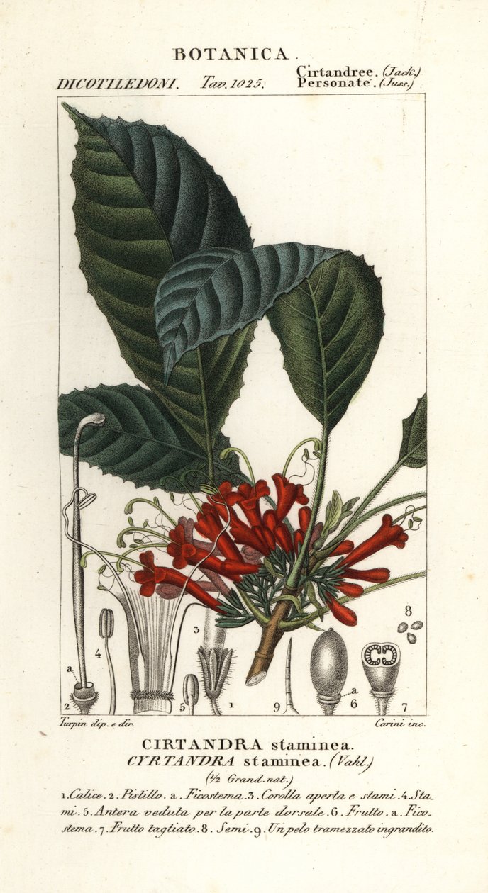 Cyrtandre-Pflanze, Cyrtandra staminea von Carini Carini