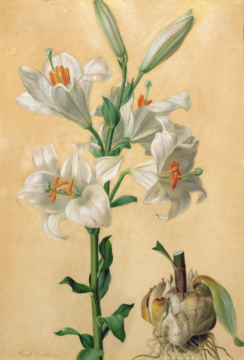 Weiße Lilie (Amaryllis Candidum) von Carl Franz Gruber