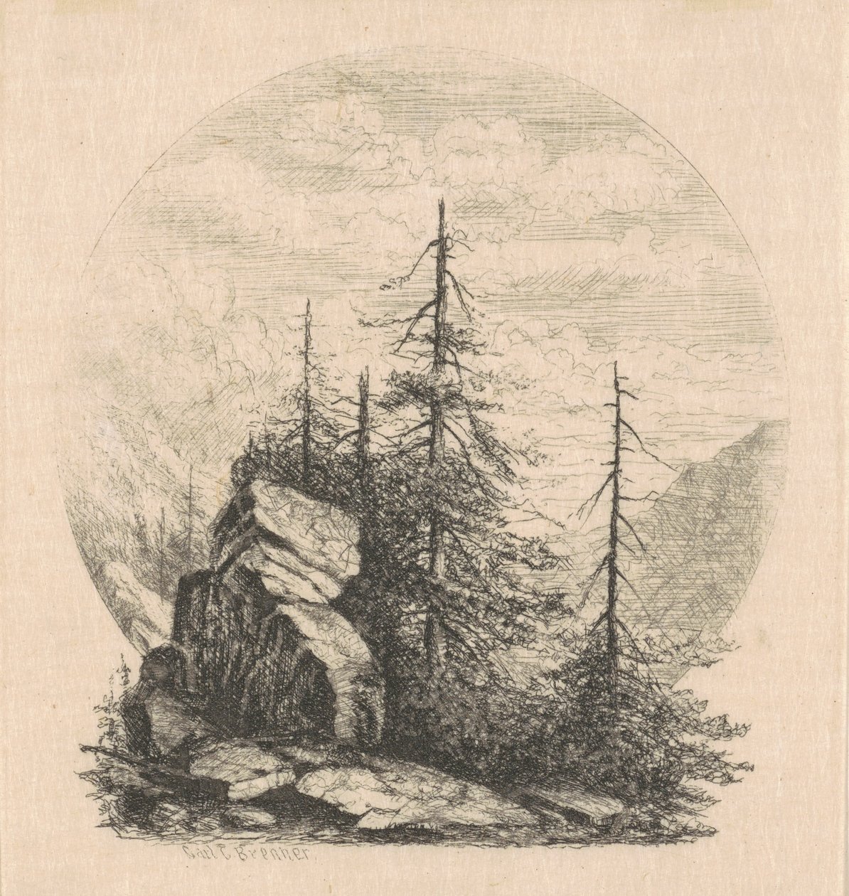 Kiefern von Carl C. Brenner