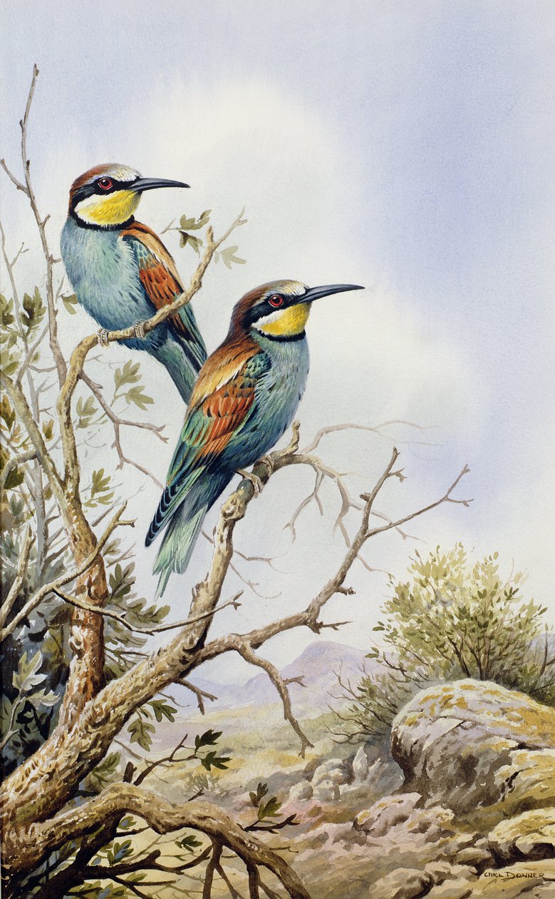 Bienenfresser von Carl Donner