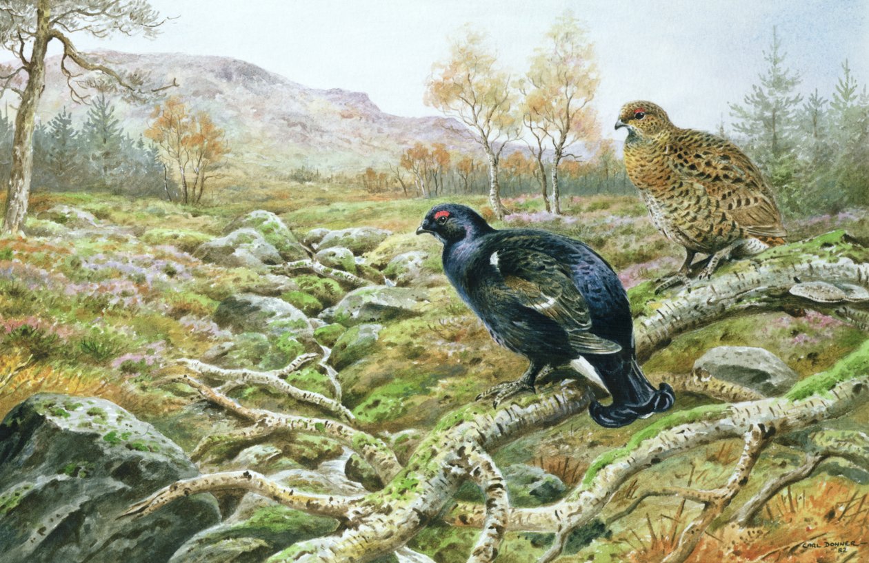Birkhuhn auf einem Moor von Carl Donner