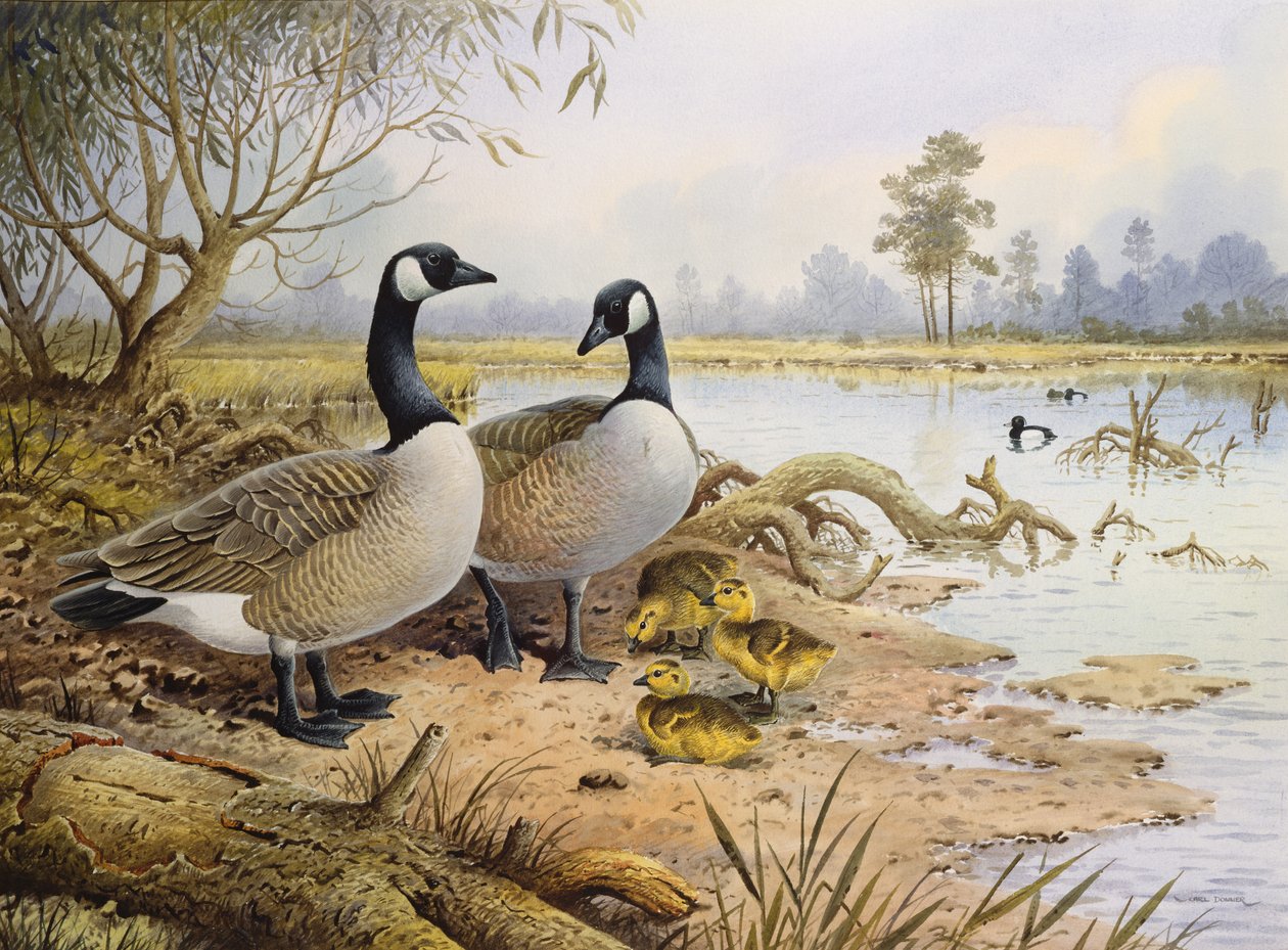 Gänse: Kanada von Carl Donner