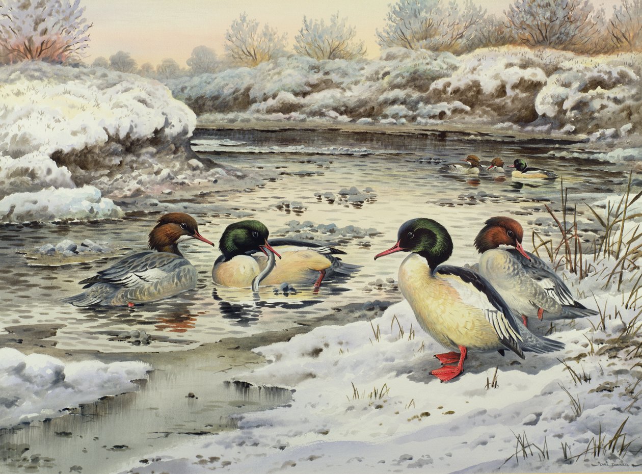 Gänsesäger von Carl Donner