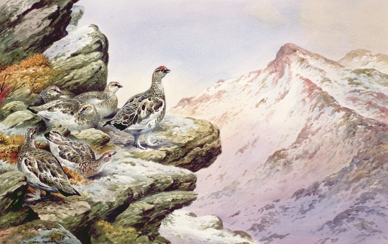 Schneehuhn auf den Gipfeln von Carl Donner
