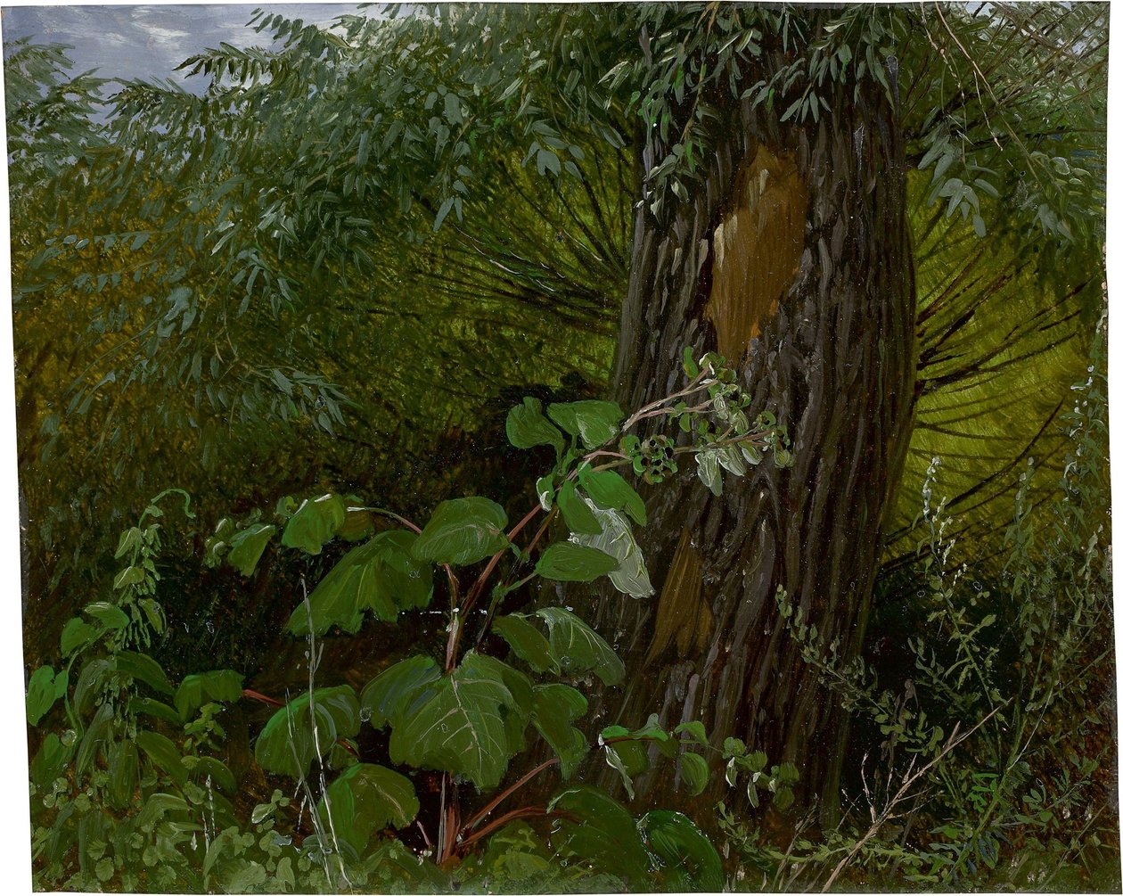 Weidenstamm mit Unterholz von Carl Gustav Carus