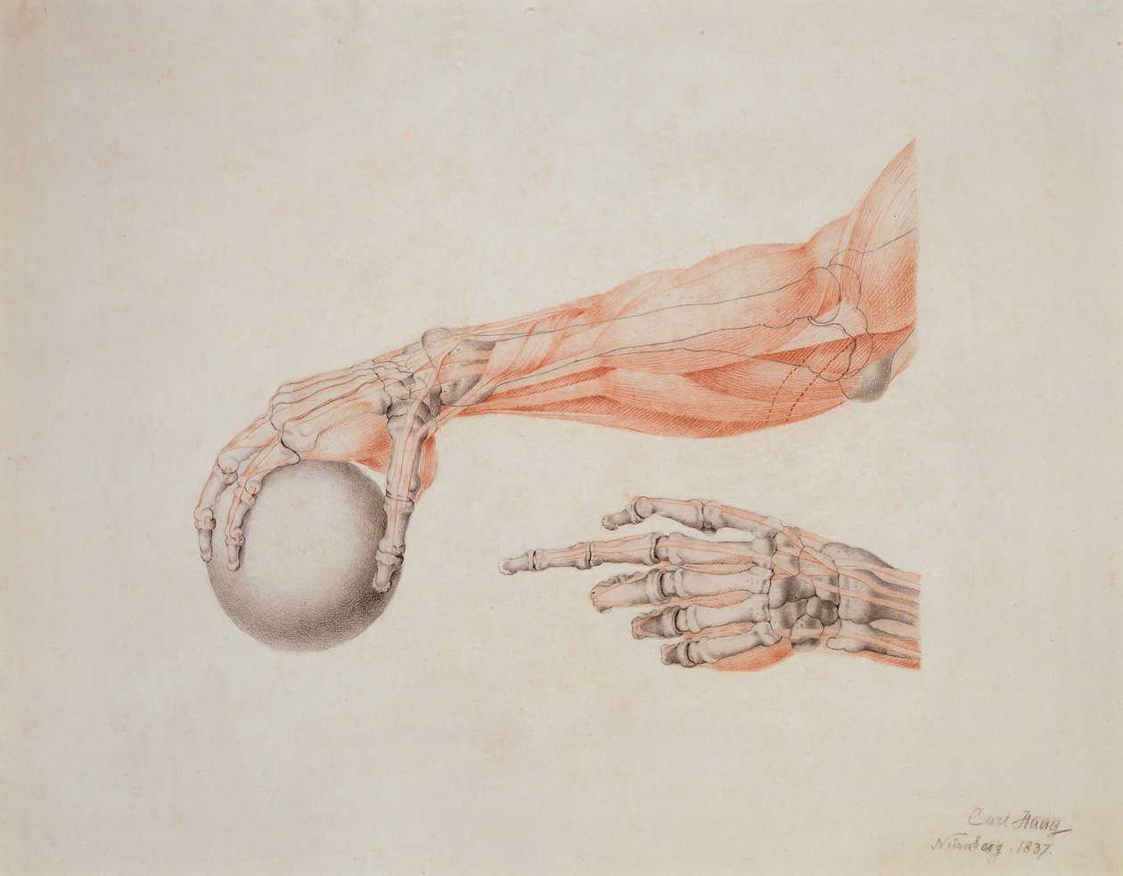 Anatomische Hände, 1837 von Carl Haag