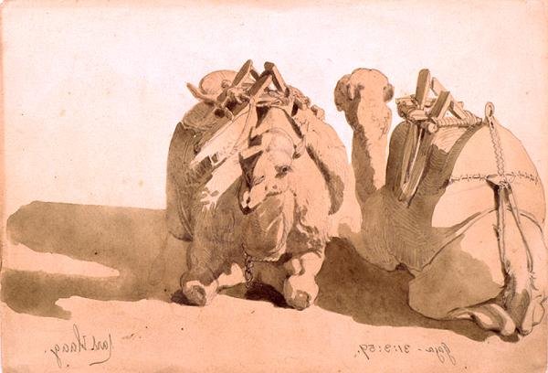 Studie von Kamelen von Carl Haag