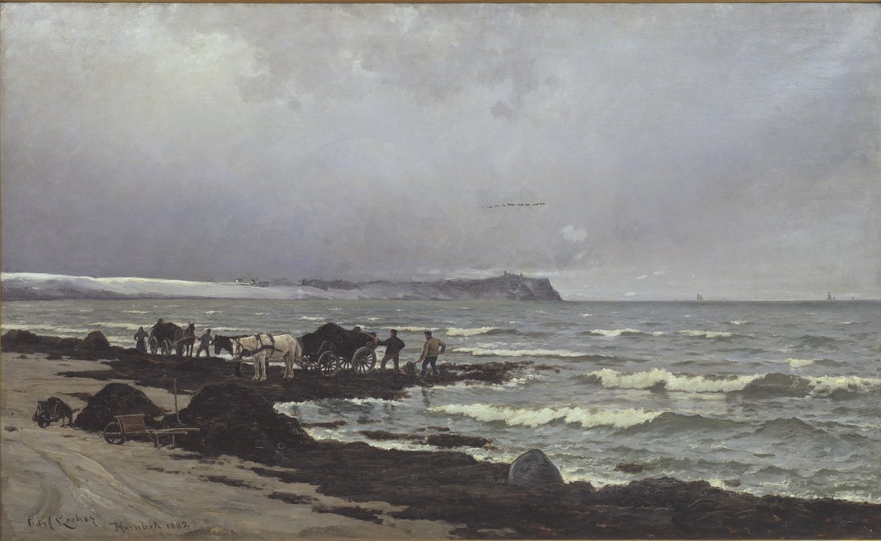 Tang wird am Strand von Hornbæk verladen von Carl Locher