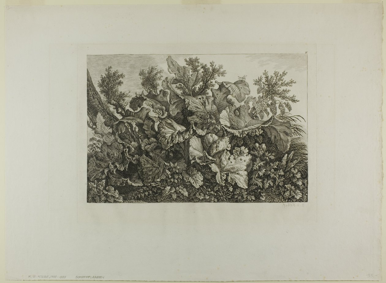 Sumpfpflanzen von Carl Wilhelm Kolbe, the elder