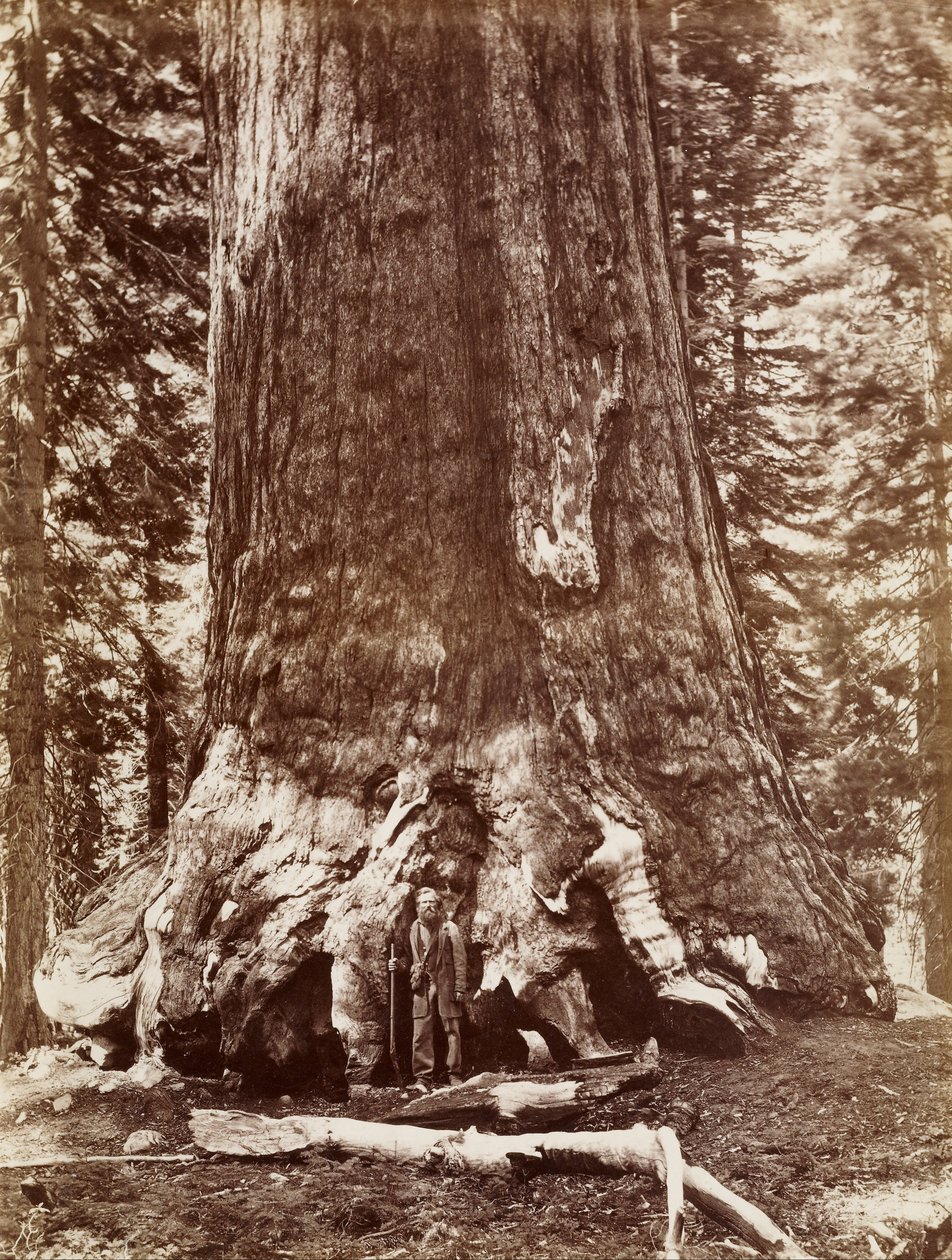 (Grizzly Giant Durchmesser 33 Fuß, Mariposa Grove) von Carleton E. Watkins