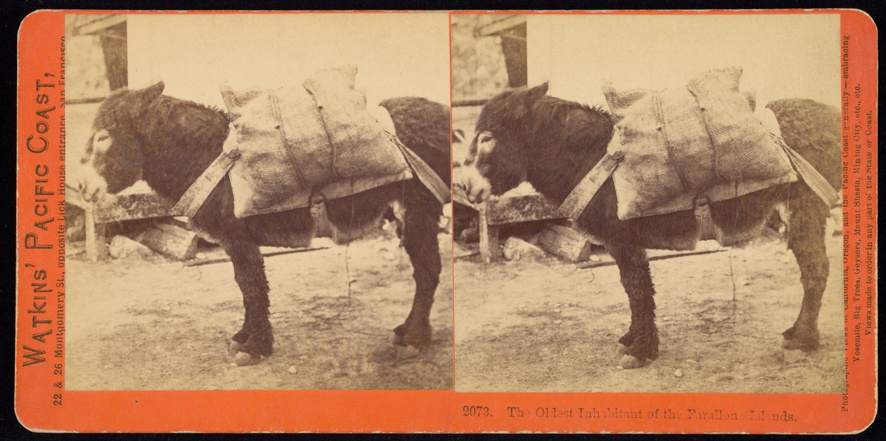 Der älteste Bewohner der Farallone-Inseln von Carleton E. Watkins