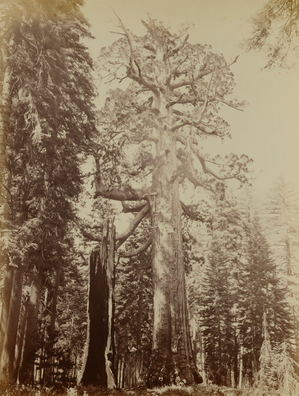 Grizzly-Riese, Mariposa Grove von Carleton E. Watkins