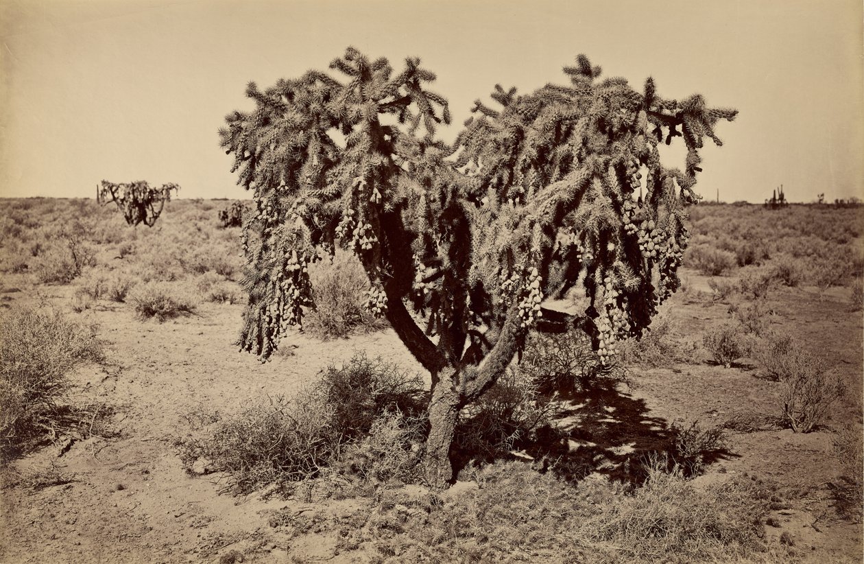 Kaktus, Arizona Wüste von Carleton Watkins