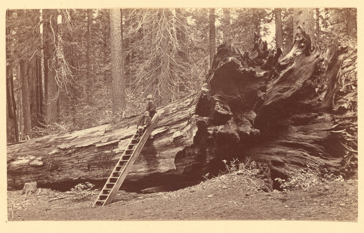 Vater des Waldes Calaveras Grove von Carleton Watkins