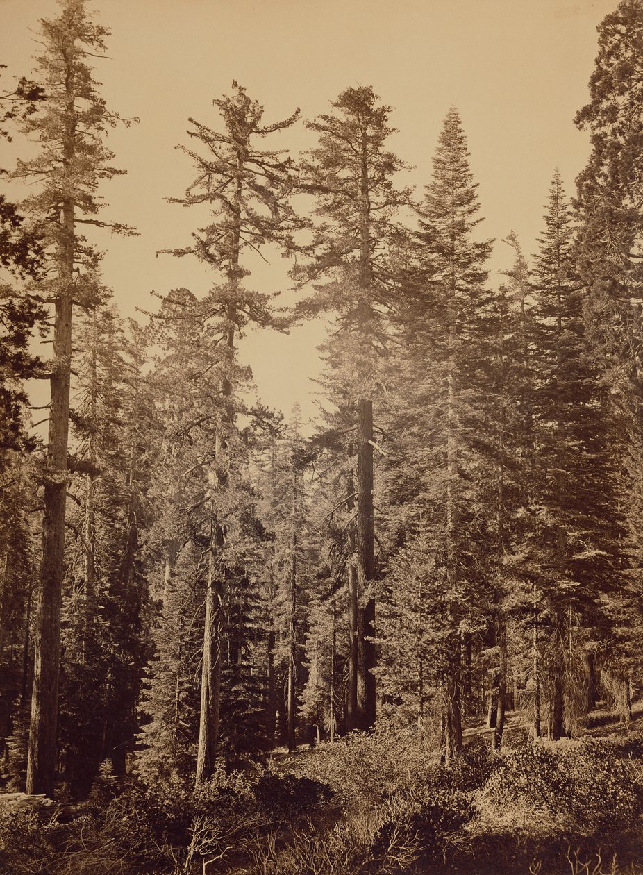 Waldszene / Zucker-Kiefern von Carleton Watkins