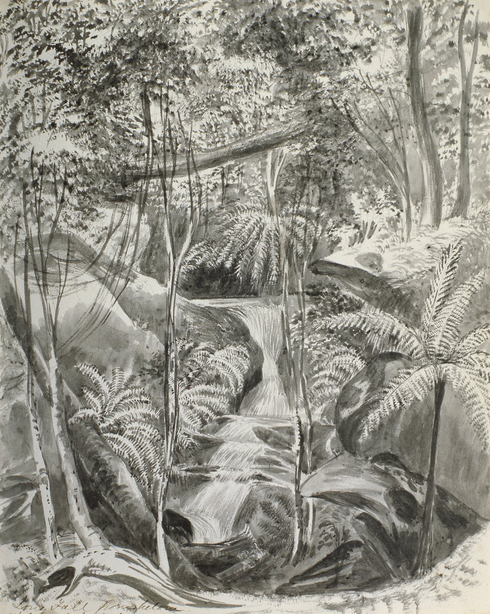 Dschungelstudie, 19. Jahrhundert von Caroline Louisa Meredith