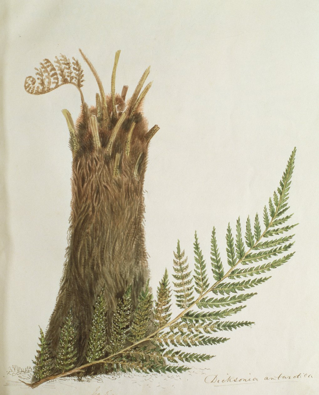 Studie eines Farns, 19. Jahrhundert von Caroline Louisa Meredith