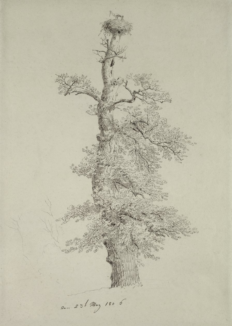 Alter Eichenbaum mit einem Storchennest, 23. Mai 1806 von Caspar David Friedrich
