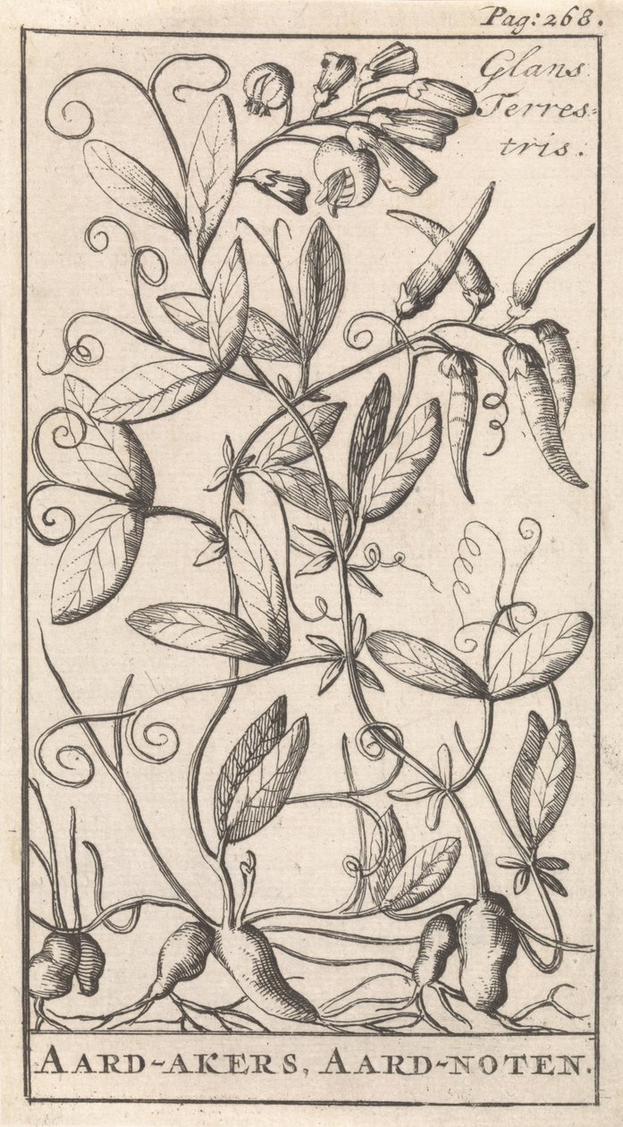 Erdnuss von Caspar Luyken