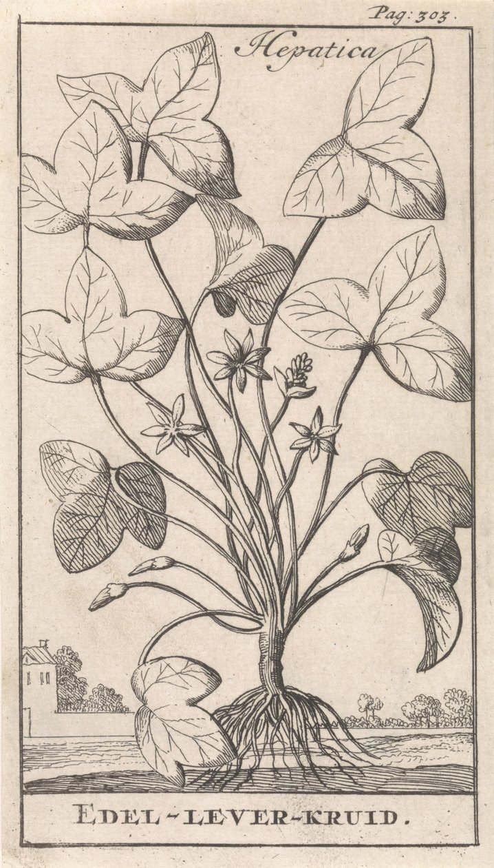 Leberkraut von Caspar Luyken