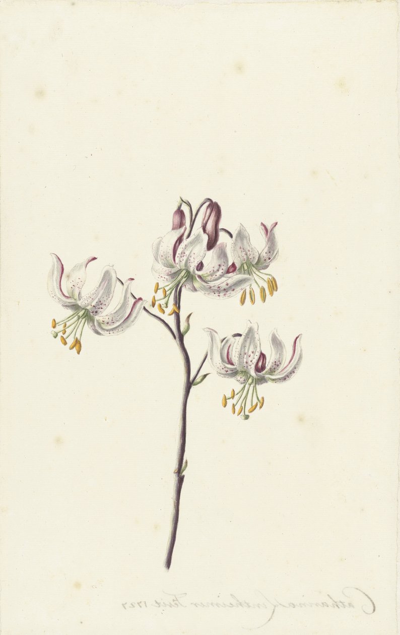 Zweig mit vier weißen Lilien von Catharina Lintheimer