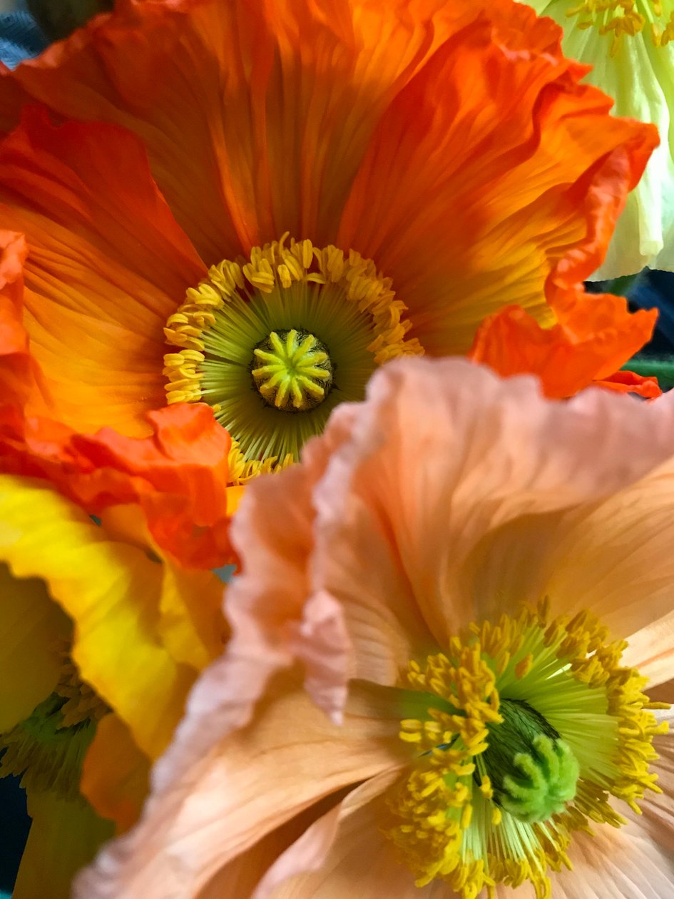 Komposition - Blumen, 2019 von Cécile Jamet