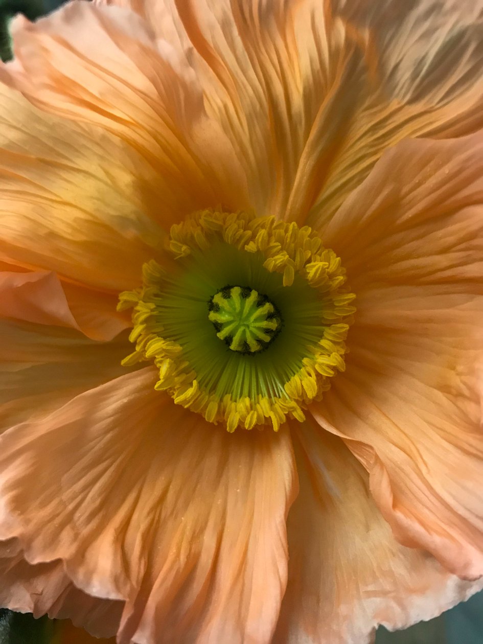 Komposition - Blumen von Cécile Jamet