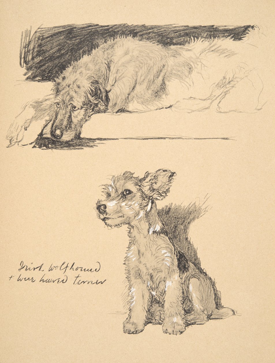 Irischer Wolfshund und Drahthaarterrier, 1930, Illustrationen aus seinem Skizzenbuch verwendet für 