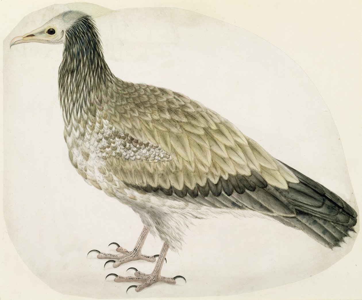 Ägyptischer Geier, ca. 1736 von Charles Collins