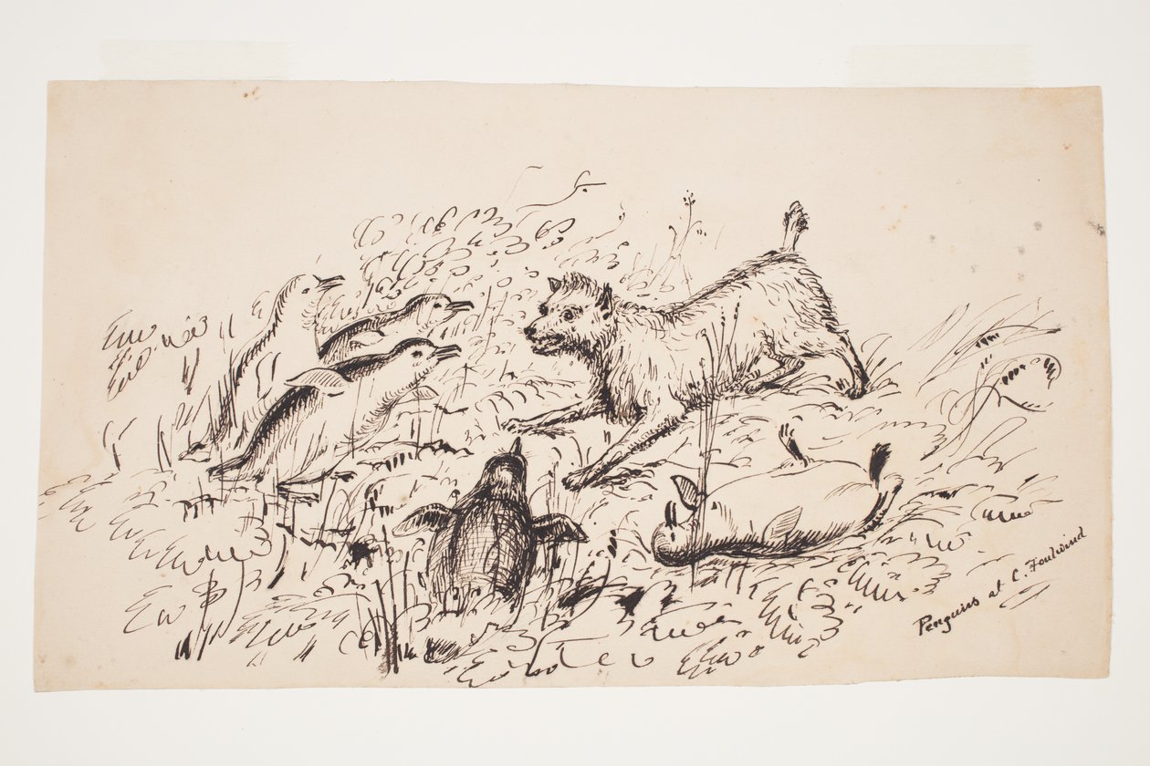 Pinguine am Cape Foulwind von Charles Heaphy