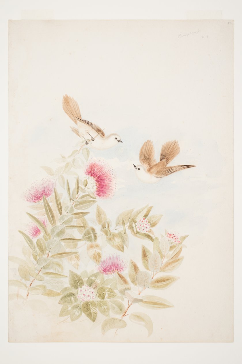 Pirangi rangi N.Z von Charles Heaphy