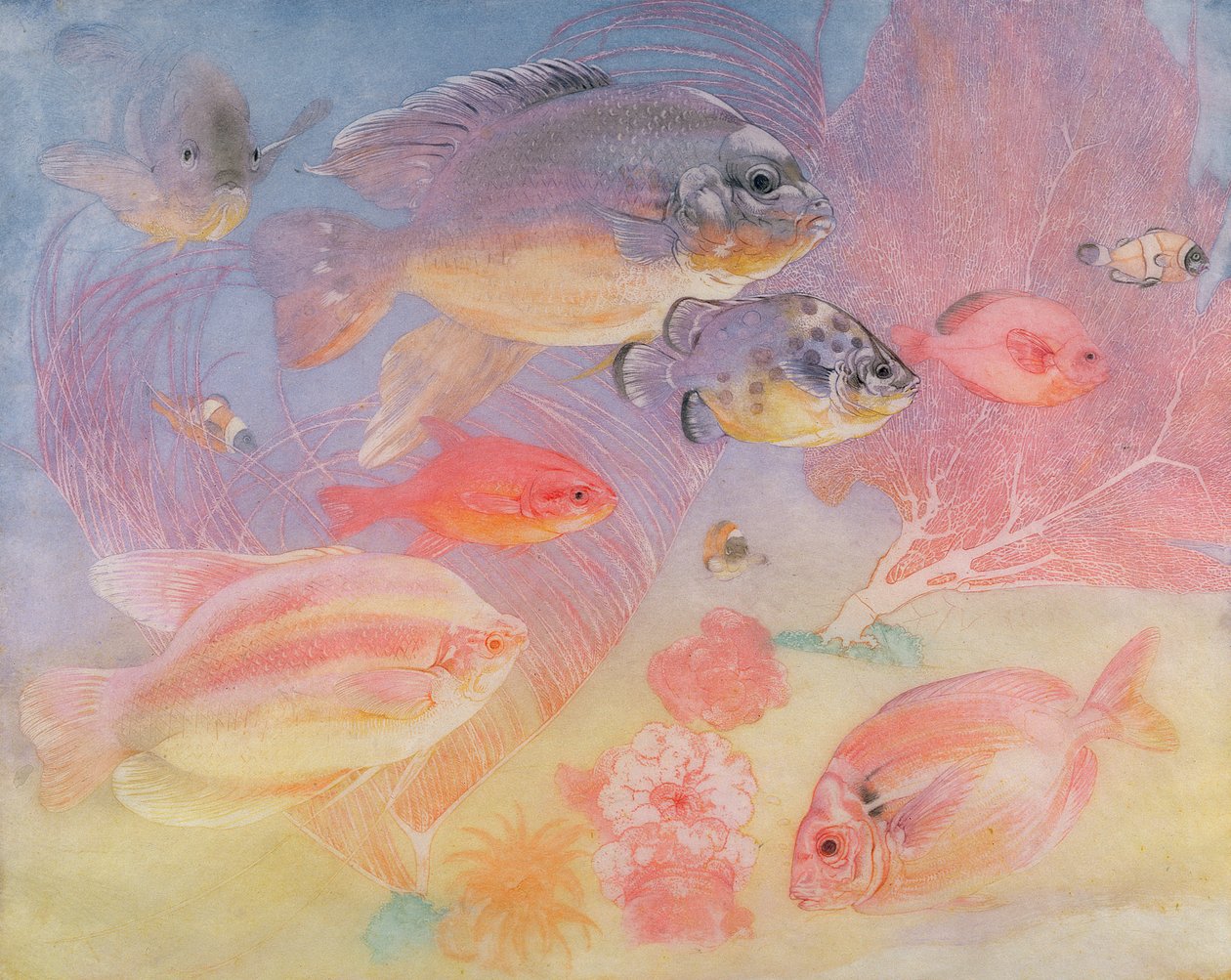 Tropische Fische von Charles Maurice Detmold