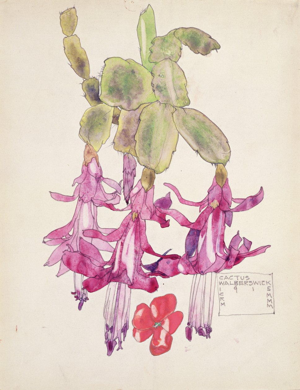 Kaktusblüte von Charles Rennie Mackintosh