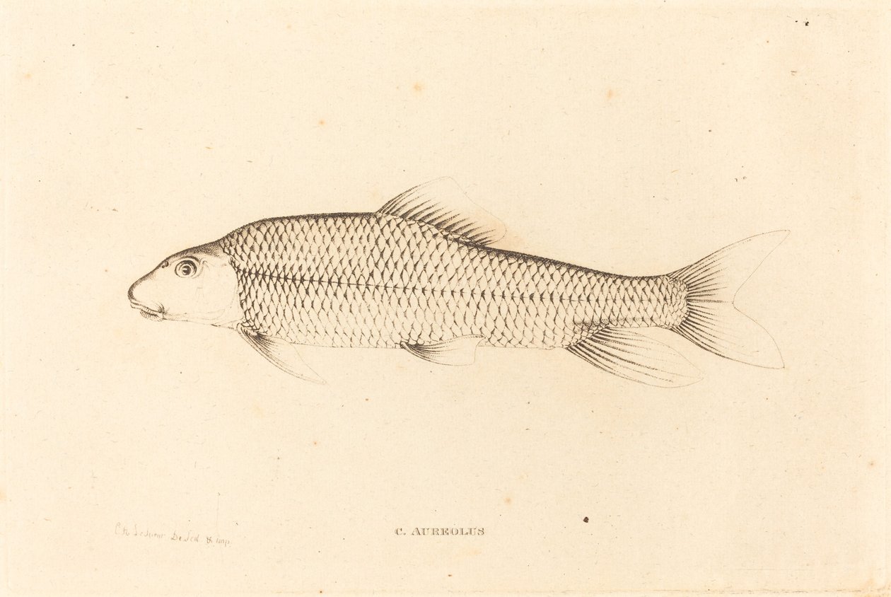 C. Aureolus von Charles Alexandre Lesueur