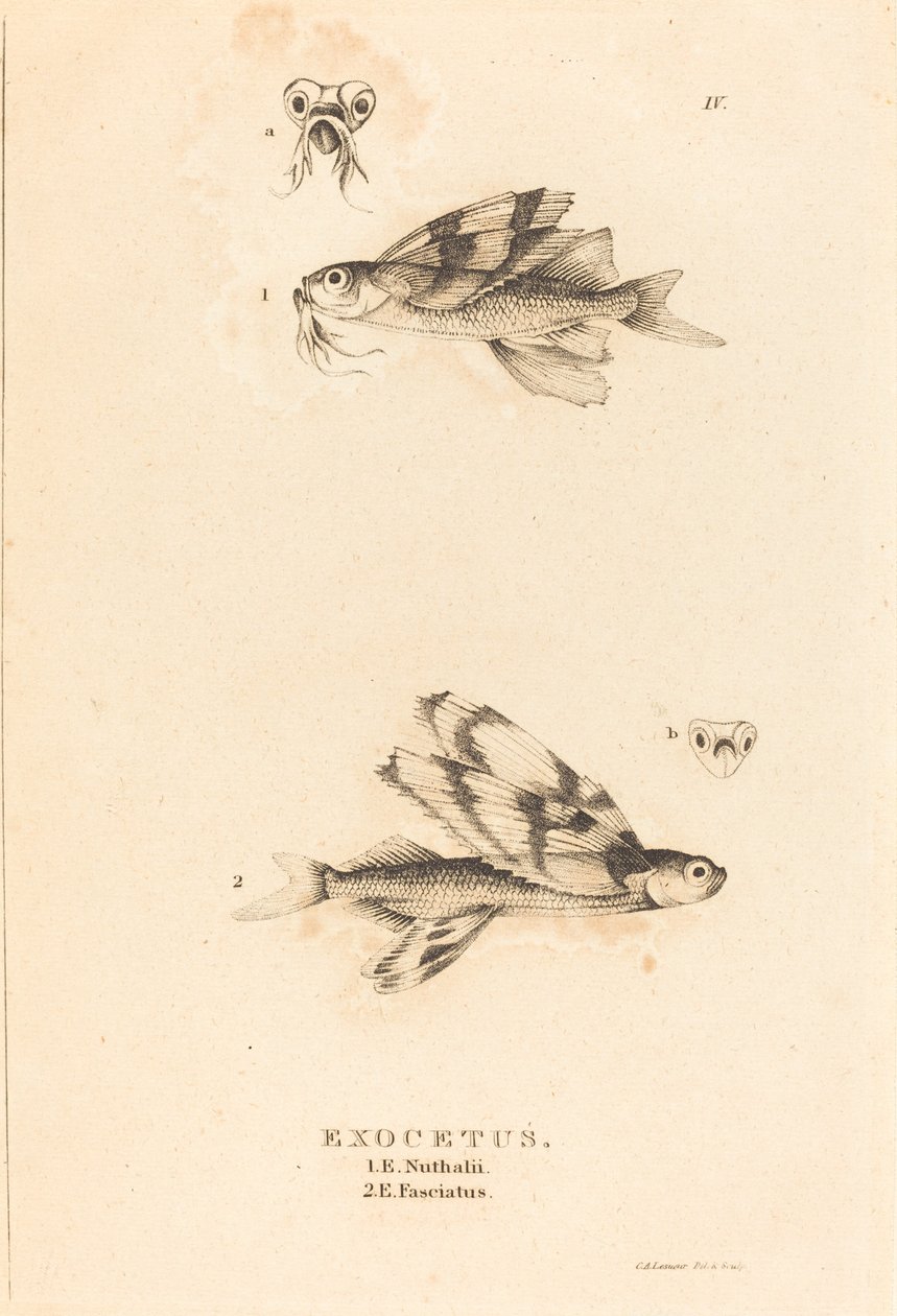 Exocetus von Charles Alexandre Lesueur