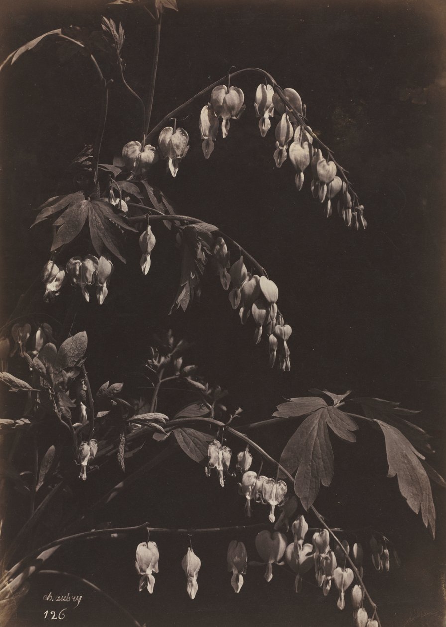 Blumenstillleben (Tränendes Herz) von Charles Aubry