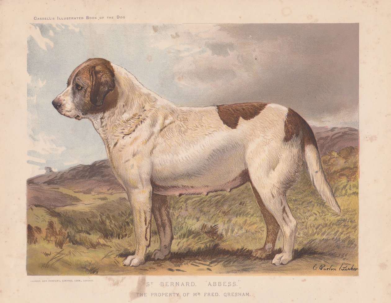 St. Bernhard "Äbtissin" von Charles Burton Barber
