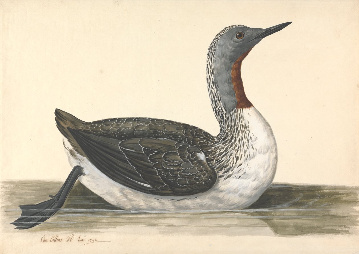 Ein rotschnäbeliger Taucher, Juni 1742 von Charles Collins