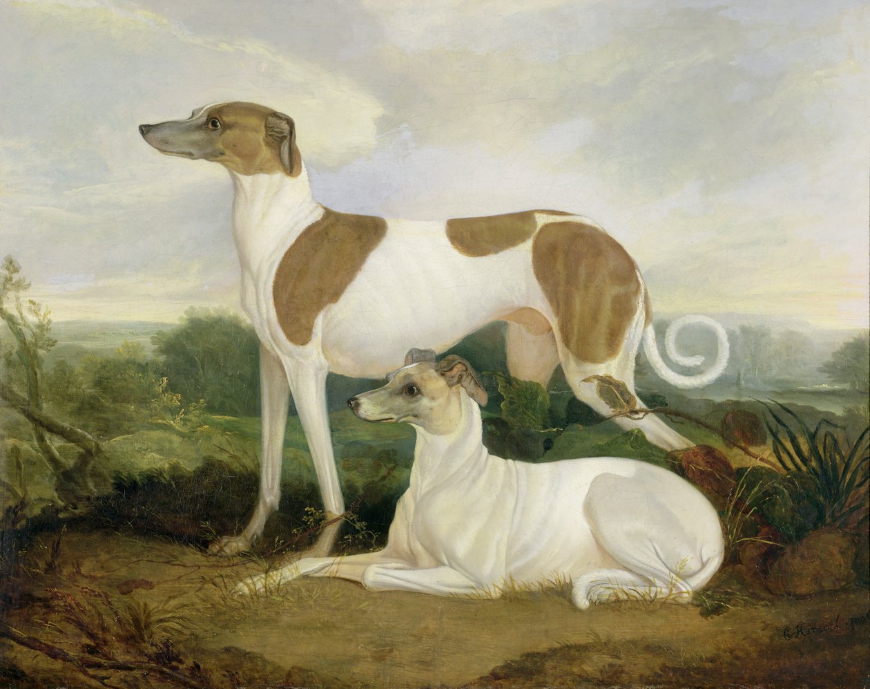 Zwei Windhunde in einer Landschaft von Charles Hancock