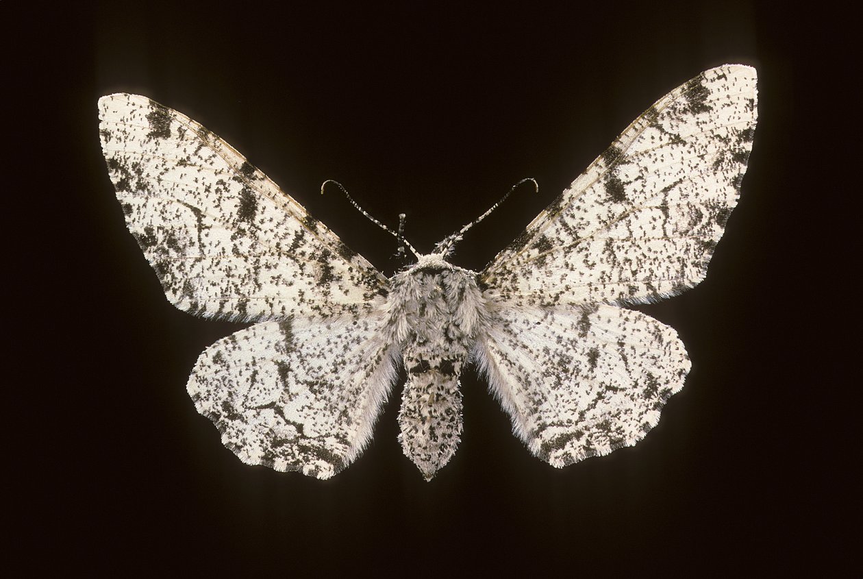 Betularia biston von Augustus Kollner