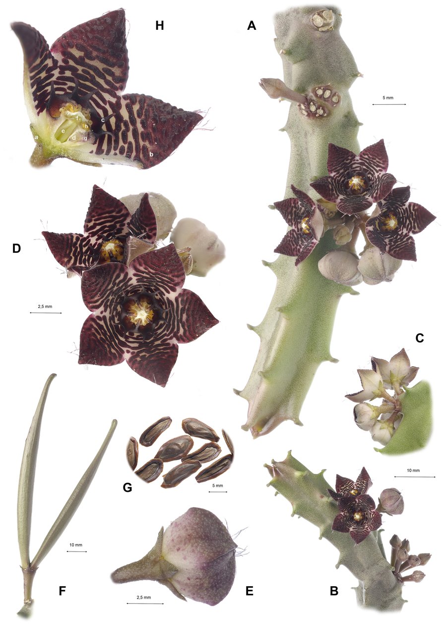 Botanische Tafel/Apteranthes joannis von Augustus Kollner