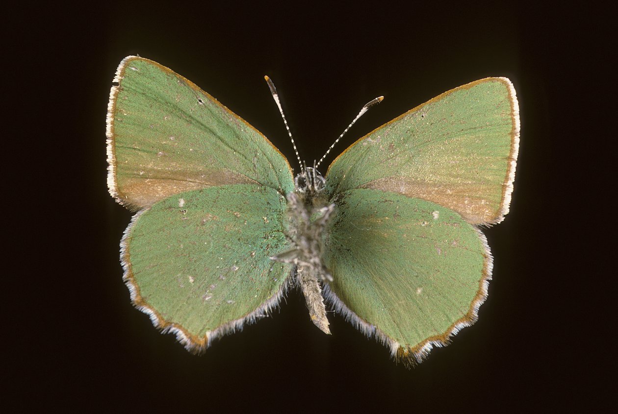 Callophrys rubi von Augustus Kollner