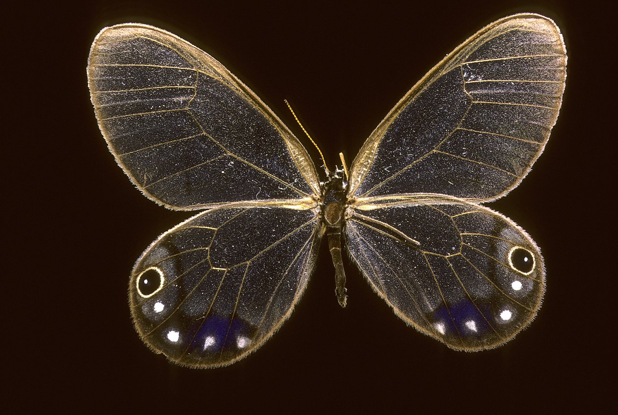 Cithaerias esmeralda von Augustus Kollner